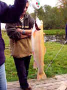 poisson_pesee2.jpg (8009 octets)