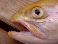 poissontgp.jpg (4473 octets)