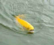 tete_jaune_eau.jpg (3323 octets)